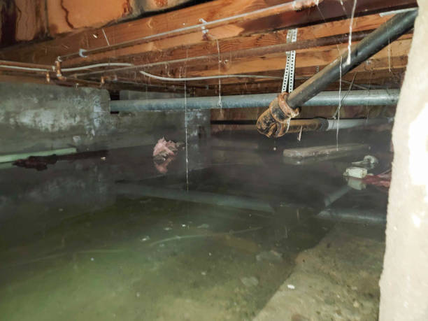 Best Fire Damage Restoration  in Adrian, MN