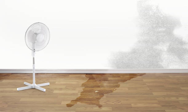 Best Basement water damage restoration  in Adrian, MN