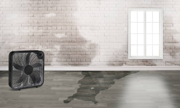 Best Professional water damage repair  in Adrian, MN