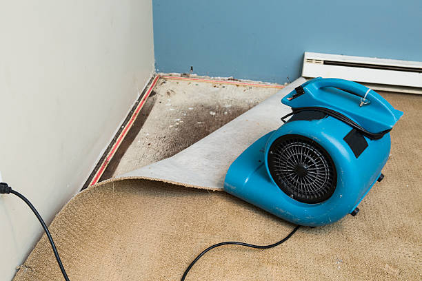 Best Sewage cleanup and water damage restoration  in Adrian, MN